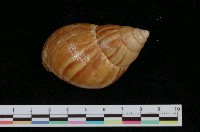 藏品(非洲大蝸牛)的圖片